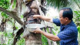 Giải pháp sinh học: Tối ưu cho bảo vệ vườn dừa