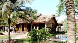 Khám phá nét đẹp cây dừa