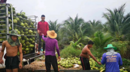 Lượng dừa thơm Thái Lan vụ này tăng, giá tại Trung Quốc giảm