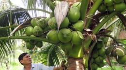 Chuyện Hai Bửu cho lai cây dừa dứa