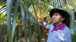 Tường Đa tích cực phòng chống sâu đầu đen hại dừa