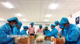 Chuẩn bị dừa tươi cho xuất khẩu sang Mỹ và Trung Quốc