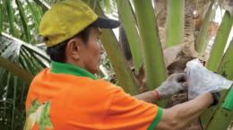 Dừa cho mật ngọt