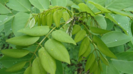 Ảnh hưởng của các loài cây che phủ họ đậu được chọn có tác động đến năng suất của cây Dừa được trồng trên đất Latosolic (*) màu nâu đỏ ở Sri Lanka