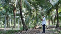 Sâu đầu đen gây hại trên 448ha dừa