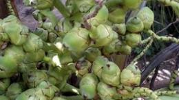 Rụng trái non là hiện tượng thường gặp trên dừa