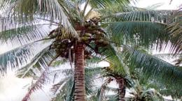Lễ hội Dừa trên quê hương Đồng khởi