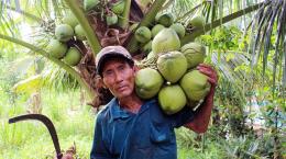 Ăn cơm dưới đất, làm việc trên... ngọn dừa