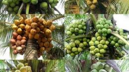 Giống và cách chọn giống – Ươm dừa giống