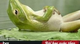 Câu chuyện con ếch và nồi nước sôi: Nếu cứ đứng yên một chỗ, không sớm thì muộn bạn sẽ bị đào thải