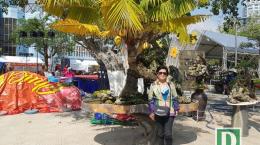 Cây dừa 'lạ' hơn 60 năm sống trên đá vẫn cho trái