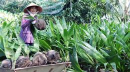 Câu chuyện dưới tán dừa xanh