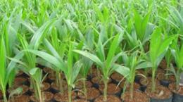 Chương trình Phát triển ngành dừa tỉnh Bến Tre đến năm 2020