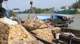 Hợp tác xã Nông nghiệp Thới Thạnh xây dựng chuỗi liên kết tiêu thụ dừa