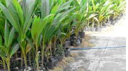 Triển vọng từ dự án 500 ha dừa dứa