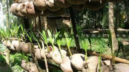 Kinh nghiệm nhân giống dừa sáp của một nông dân Khmer