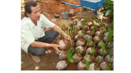 Giống dừa xiêm dây chính là giống dừa ẻo xanh
