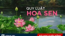 Quy luật hoa sen: Đọc và ngẫm, bất cứ ai cũng sẽ tìm thấy lợi ích cho chính mình!