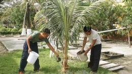 Nam Yết: Đảo dừa giữa biển khơi