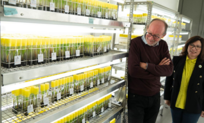 ICC khám phá sự hợp tác sâu hơn về nuôi cấy mô và tài nguyên di truyền tại Alliance Bioversity & CIAT, KU Leuven