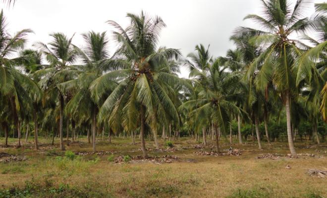 Vườn dừa ở Sri Lanka